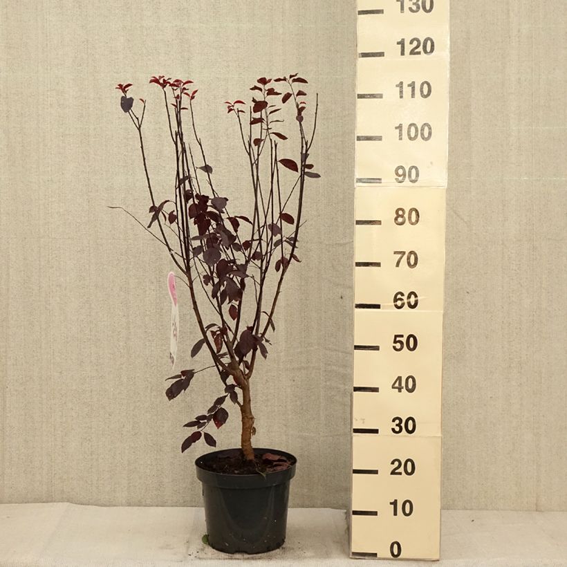 Example of Prunier à fleurs - Prunus cerasifera Nigra Pot de 7,5L/10L as you get in automne
