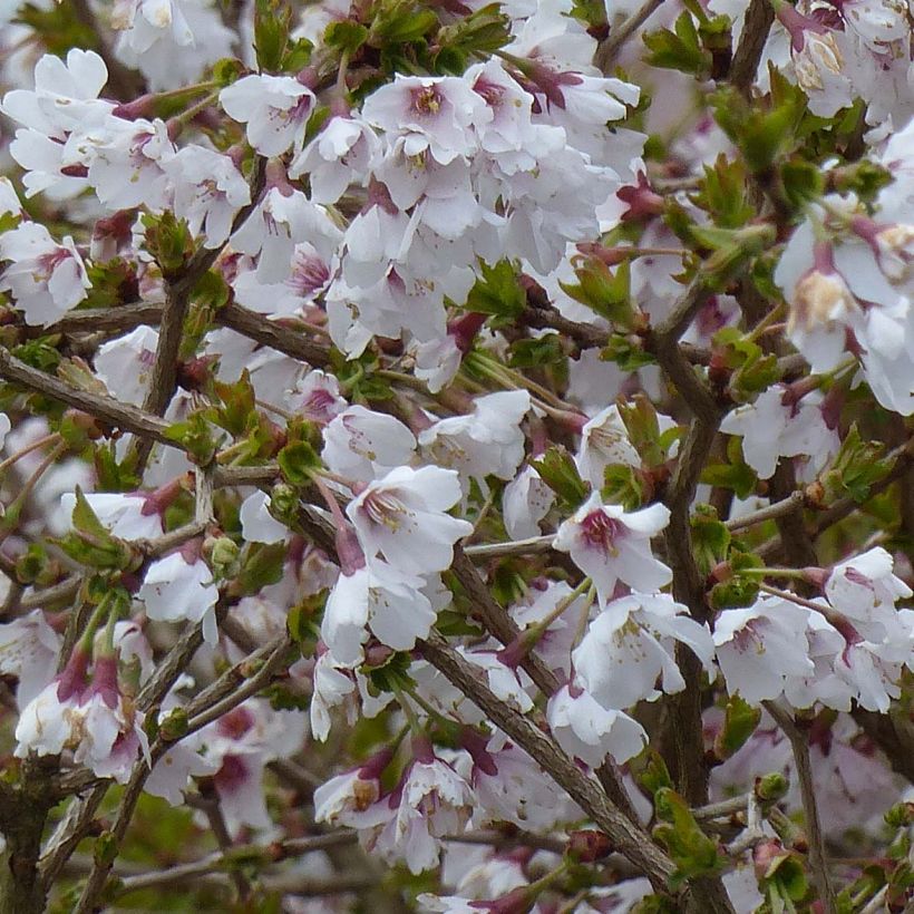 Cerisier à fleurs nain du Japon - Prunus incisa Kojo no mai (Flowering)
