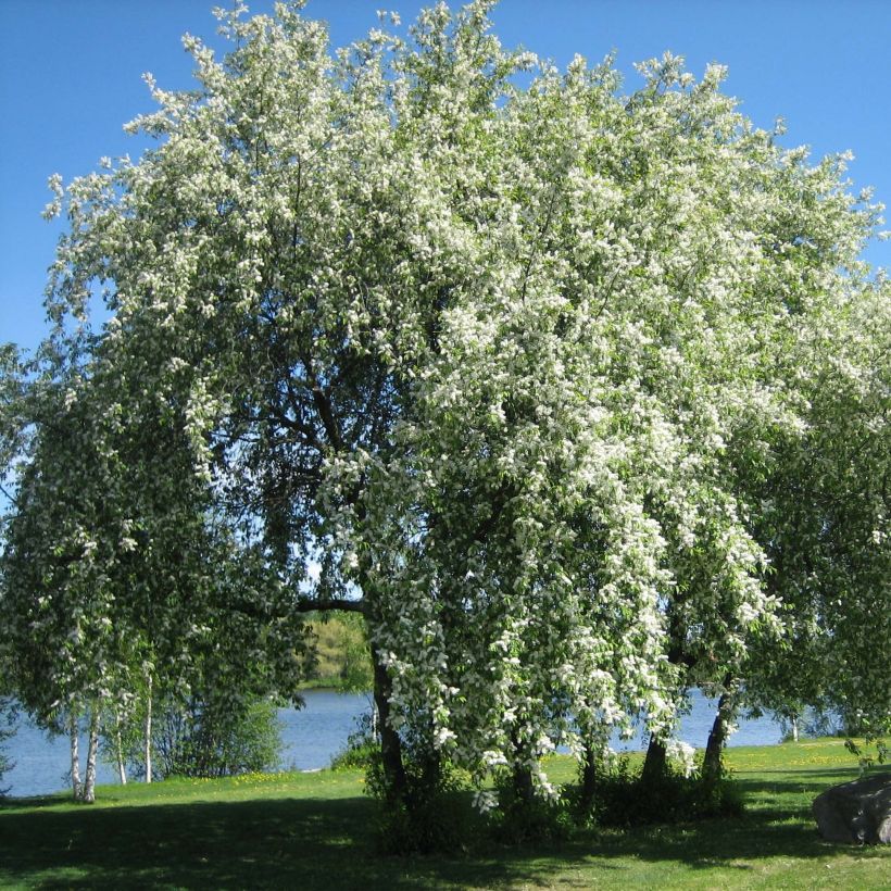 Prunus padus - Cerisier à grappes (Plant habit)
