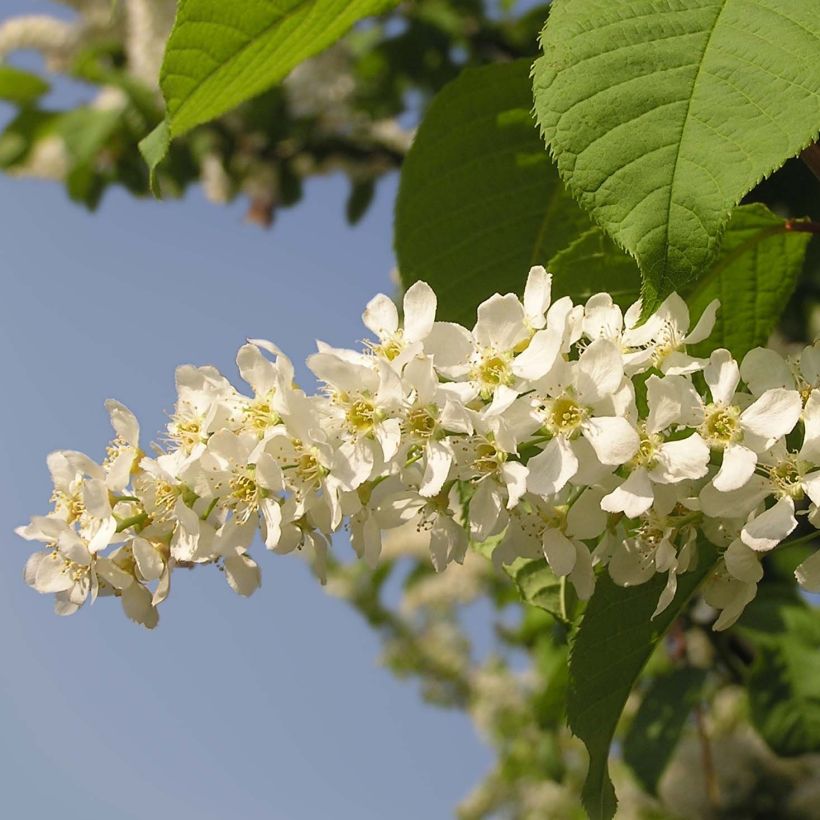 Prunus padus - Cerisier à grappes (Flowering)