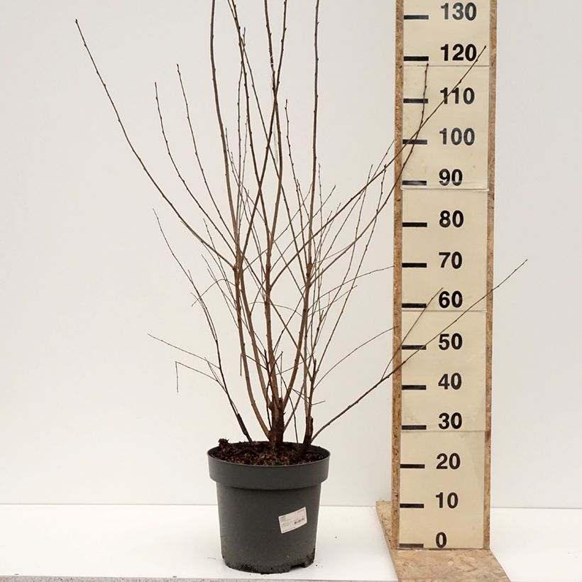 Example of Prunus serrula - Cerisier du Tibet Pot de 12L/15L as you get in hiver