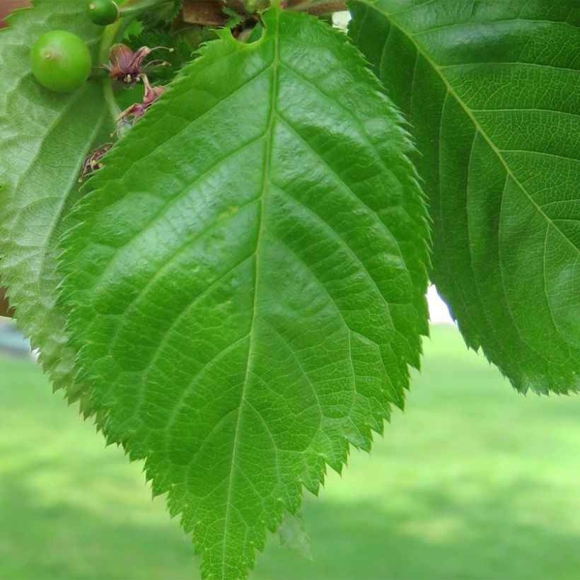 Cerisier à fleurs - Prunus Umineko (Foliage)