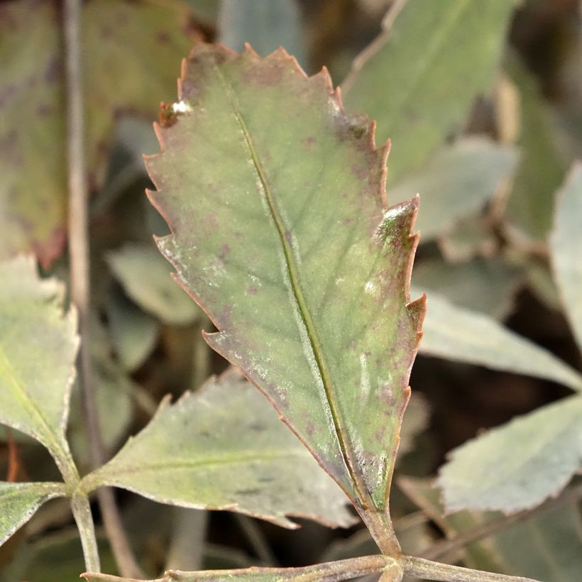 Pseudopanax lessonii Rangatira (Foliage)