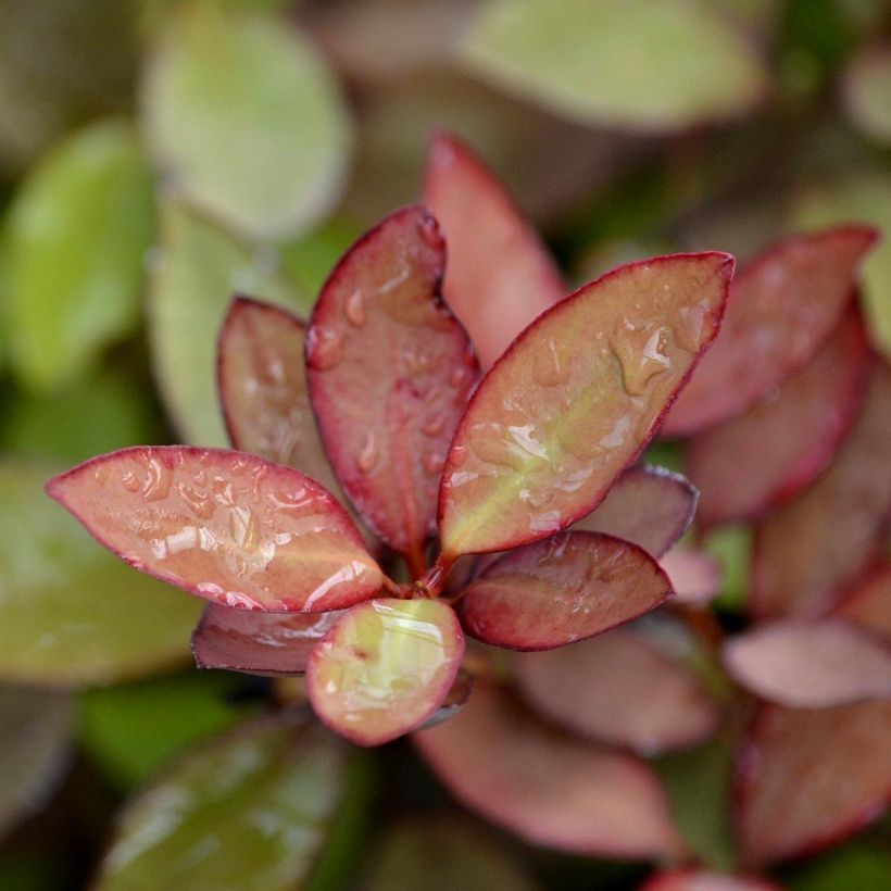 Pseudowintera colorata -  Drimys colorata (Foliage)