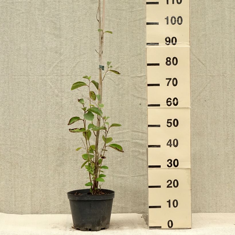 Example of Pterostyrax corymbosa Pot de 3L/4L as you get in ete