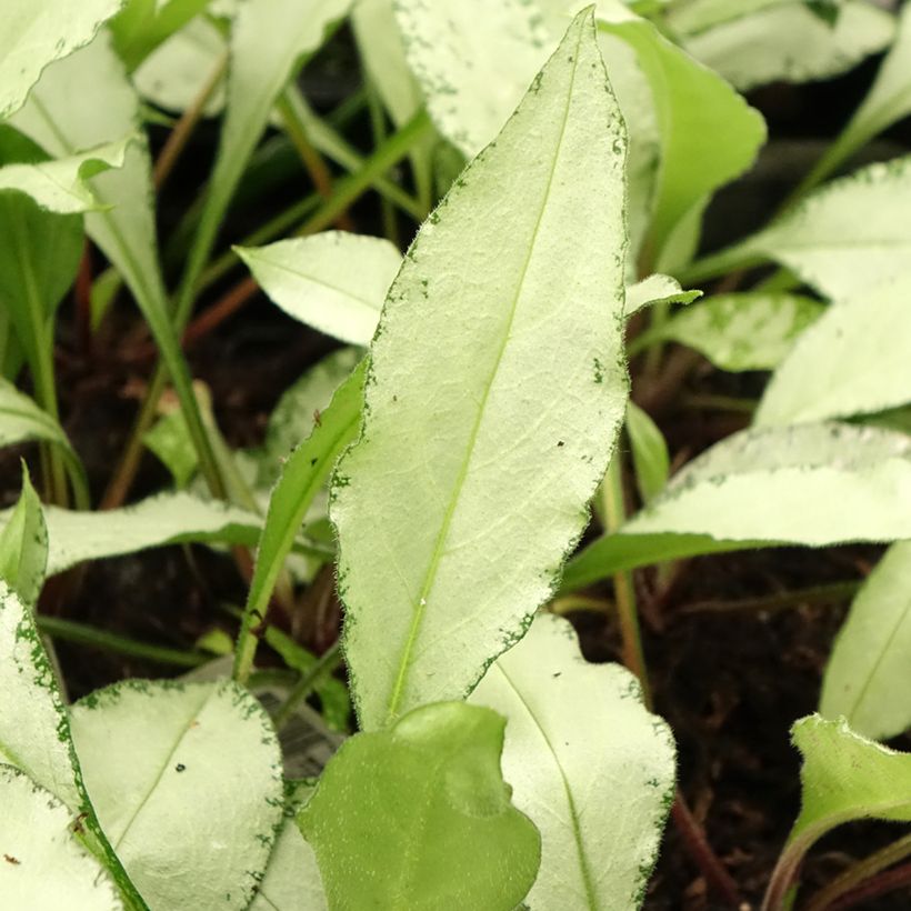 Pulmonaire hybride - Pulmonaria Diana Clare (Foliage)