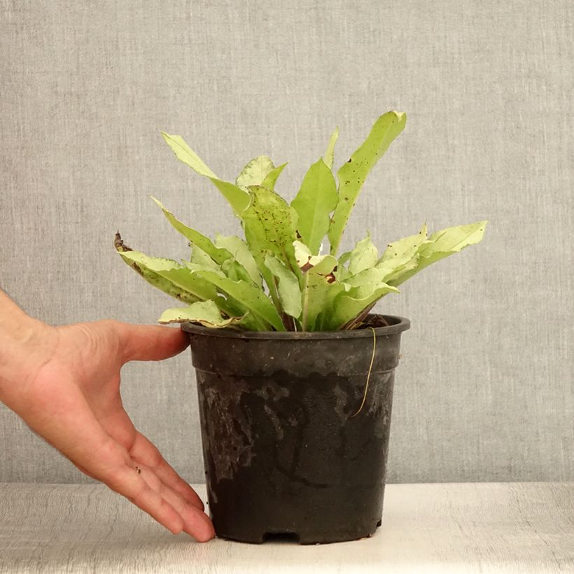 Example of Pulmonaire hybride - Pulmonaria Diana Clare Pot de 2L/3L as you get in ete