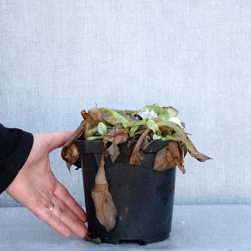 Example of Pulmonaire Moonshine - Pulmonaria Pot de 3L/4L as you get in hiver