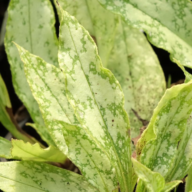 Pulmonaire Silver Bouquet - Pulmonaria saccharata (Foliage)