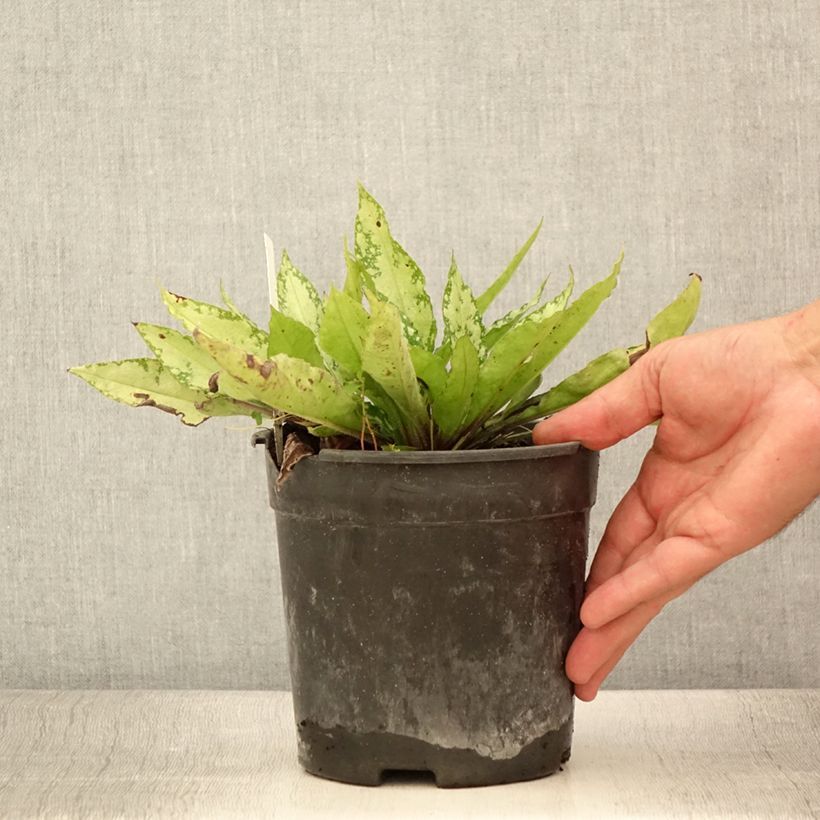 Example of Pulmonaire Silver Bouquet - Pulmonaria saccharata Pot de 2L/3L as you get in ete