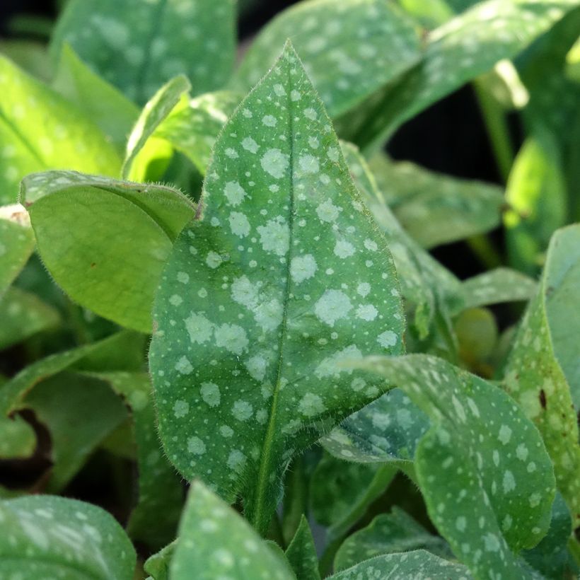 Pulmonaria saccharata Dora Bielefeld (Foliage)