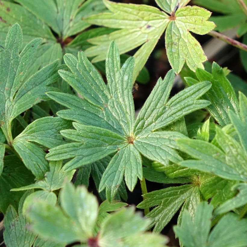 Pulsatilla patens - Anémone de prairie (Foliage)