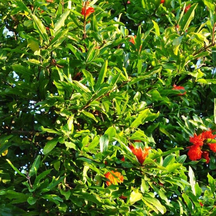 Grenadier à fruits - Punica granatum Fina Tendral (Foliage)