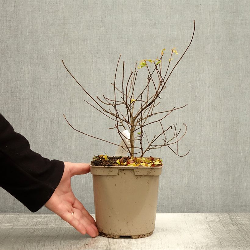 Example of Punica granatum Nana Racemosa - Grenadier nain Pot de 3L/4L as you get in automne