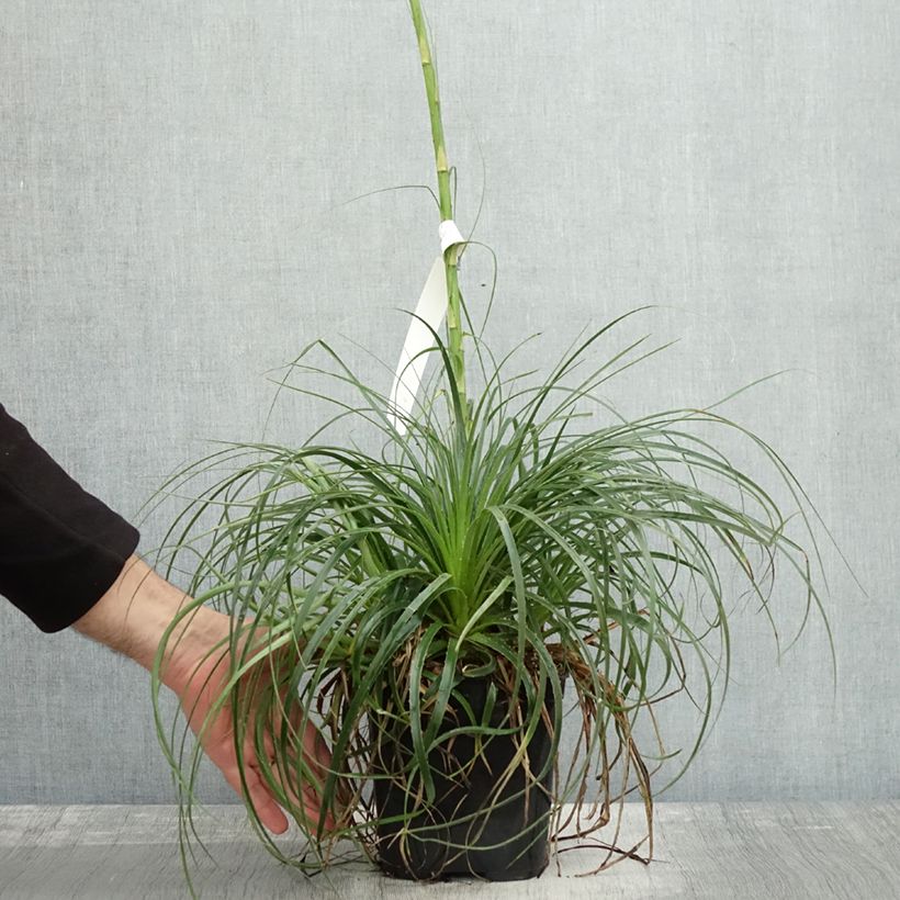 Example of Puya mirabilis - Chagual  Pot de 2L/3L as you get in automne