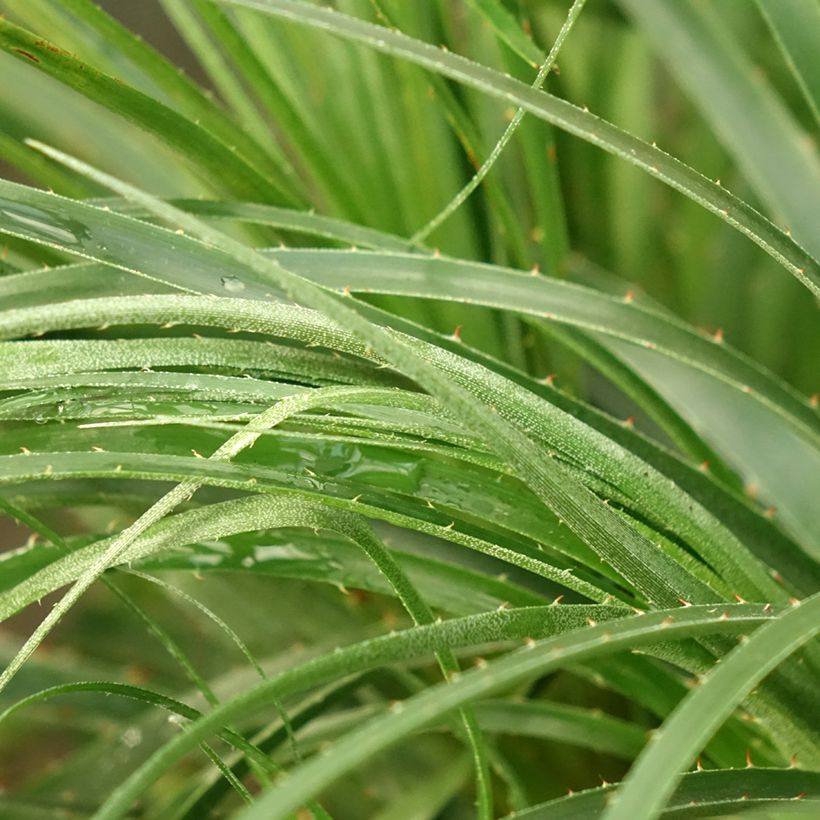 Puya mirabilis - Chagual  (Foliage)