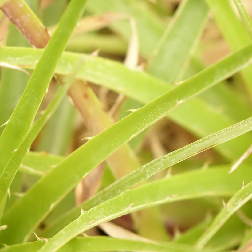 Puya weberbaueri - Broméliacée du Pérou (Foliage)