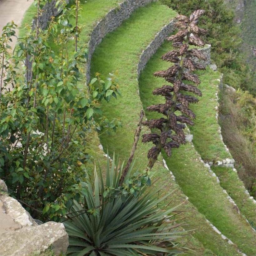 Puya weberbaueri - Broméliacée du Pérou (Plant habit)