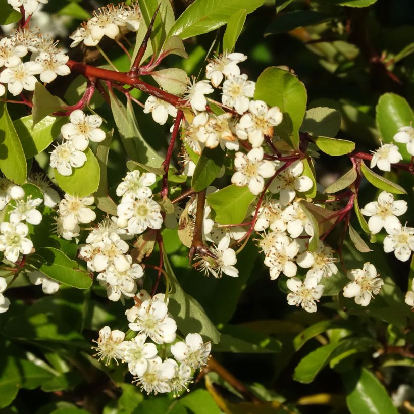 Pyracantha coccinea Orange Star - Buisson ardent (Flowering)