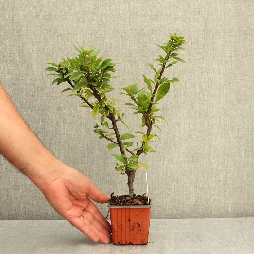 Example of Pyracantha coccinea Orange Star - Buisson ardent Godet de 8/9 cm as you get in ete
