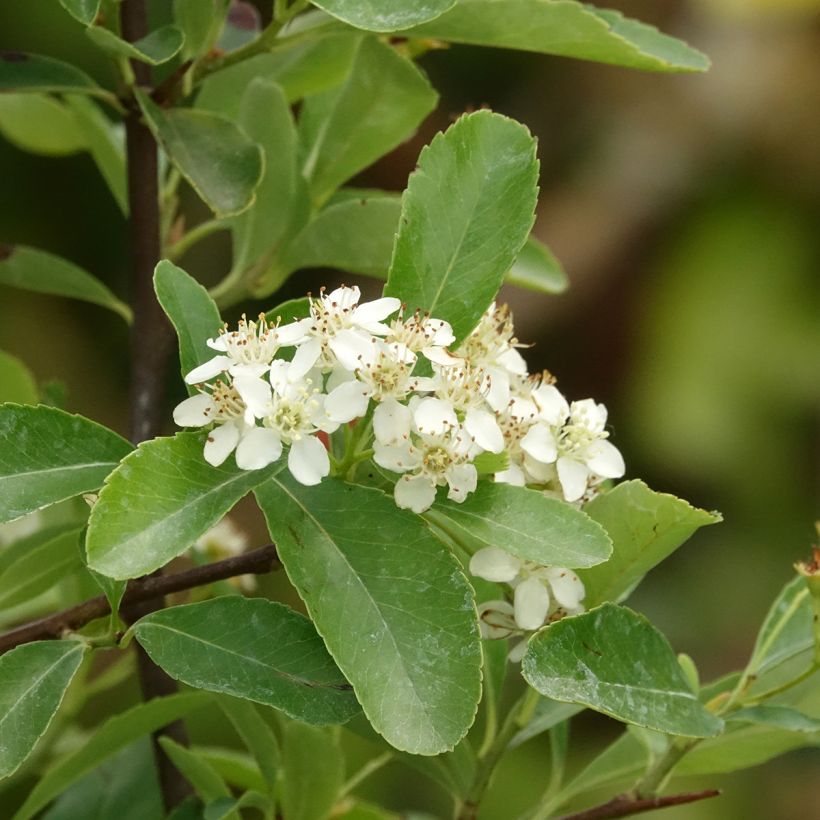 Pyracantha coccinea Saphyr Jaune - Buisson ardent   (Flowering)