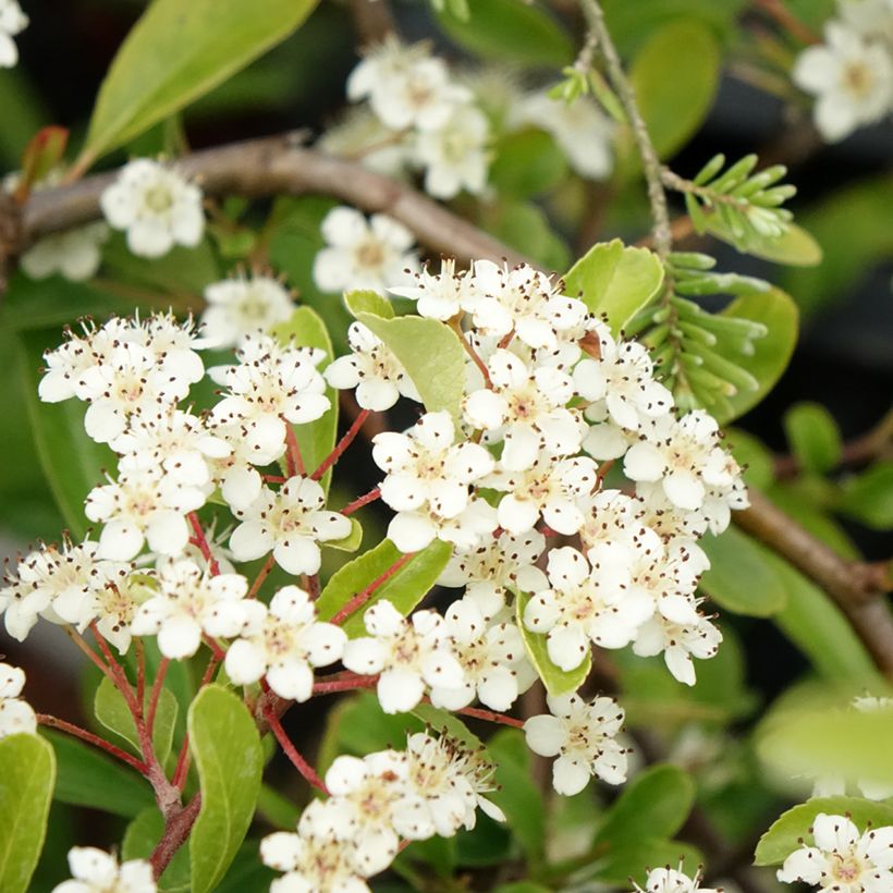 Pyracantha coccinea Sunny Star - Buisson ardent (Flowering)
