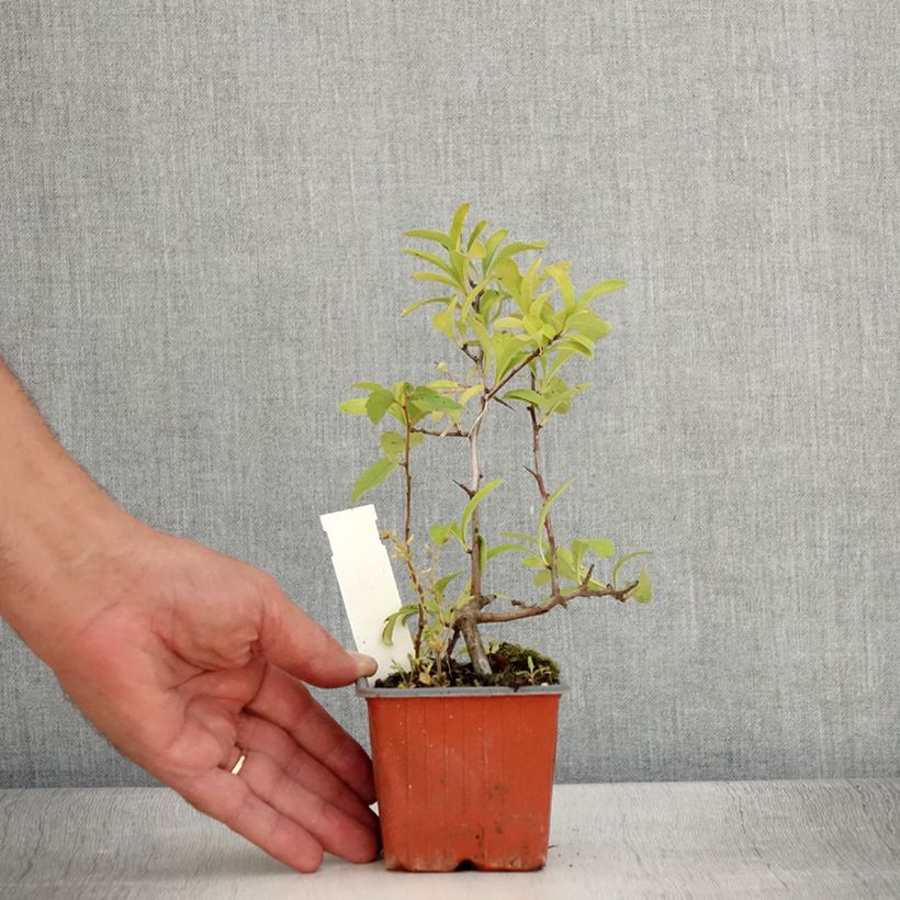 Example of Pyracantha coccinea Sunny Star - Buisson ardent Godet de 8/9 cm as you get in ete