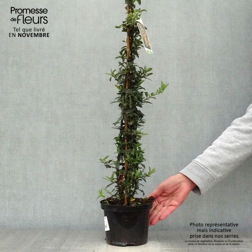 Example of Pyracantha Golden Charmer - Buissont ardent Pot de 2L/3L as you get in automne