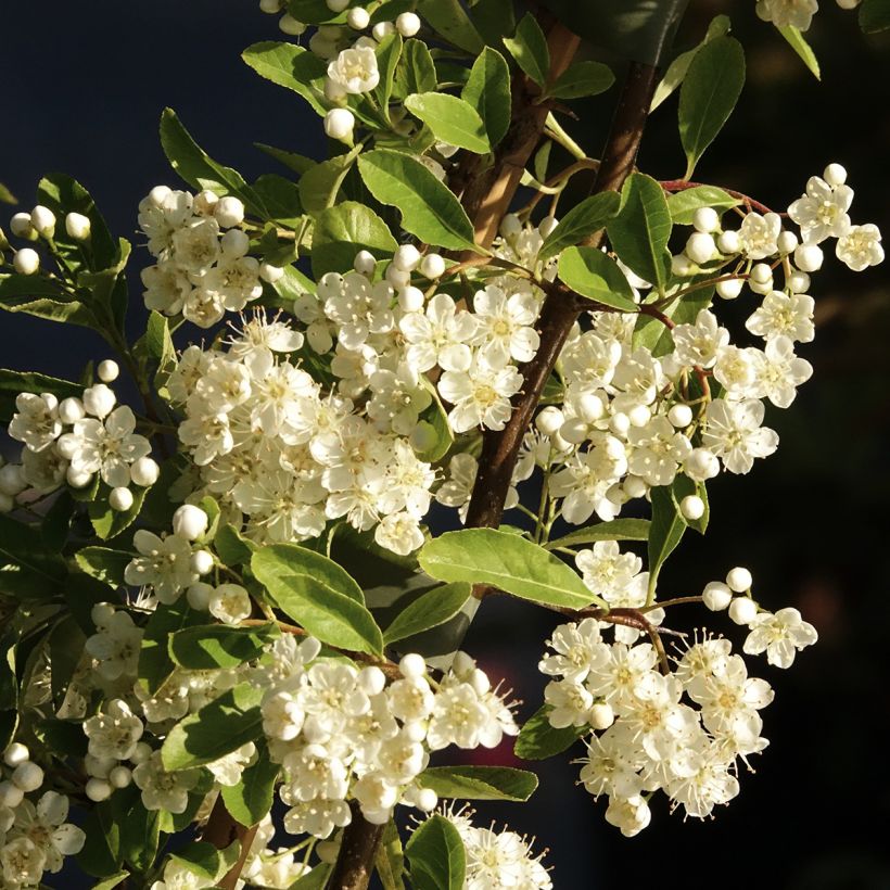 Pyracantha Golden Charmer - Buissont ardent (Flowering)