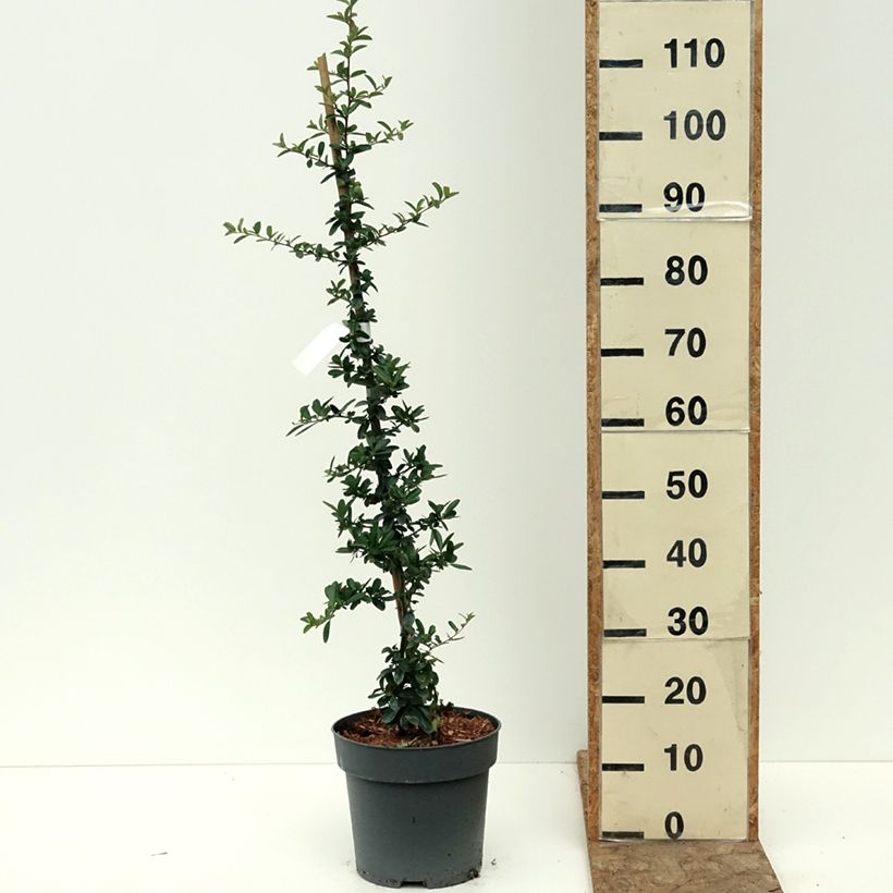 Example of Pyracantha SAPHYR Rouge - Buisson ardent Pot de 7,5L/10L as you get in ete