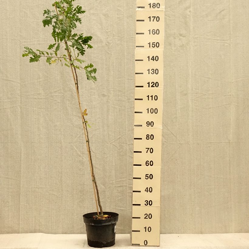Example of Quercus cerris - Chêne chevelu ou Chêne lombard Pot de 7,5L/10L as you get in automne