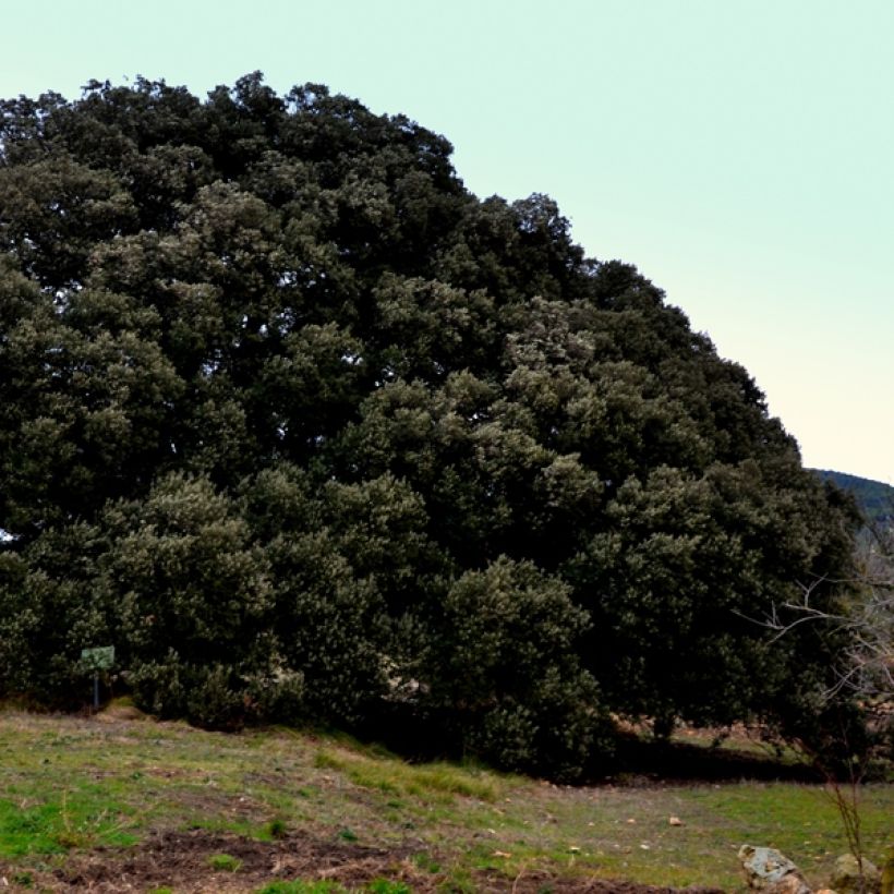 Chêne vert - Quercus ilex  (Plant habit)