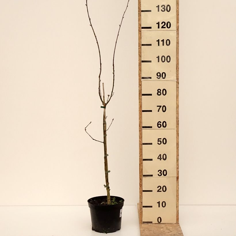 Example of Quercus robur Cucullata - Chêne pédonculé Pot de 4L/5L as you get in hiver