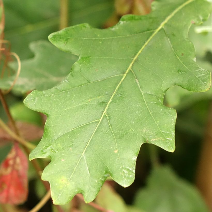 Quercus robur Fastigiata Koster - Chêne pédonculé fastigié (Foliage)