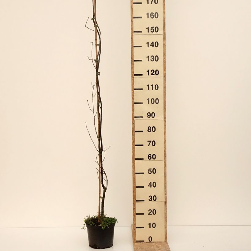 Example of Quercus robur Strypemonde - Chêne pédonculé Pot de 4L/5L as you get in hiver