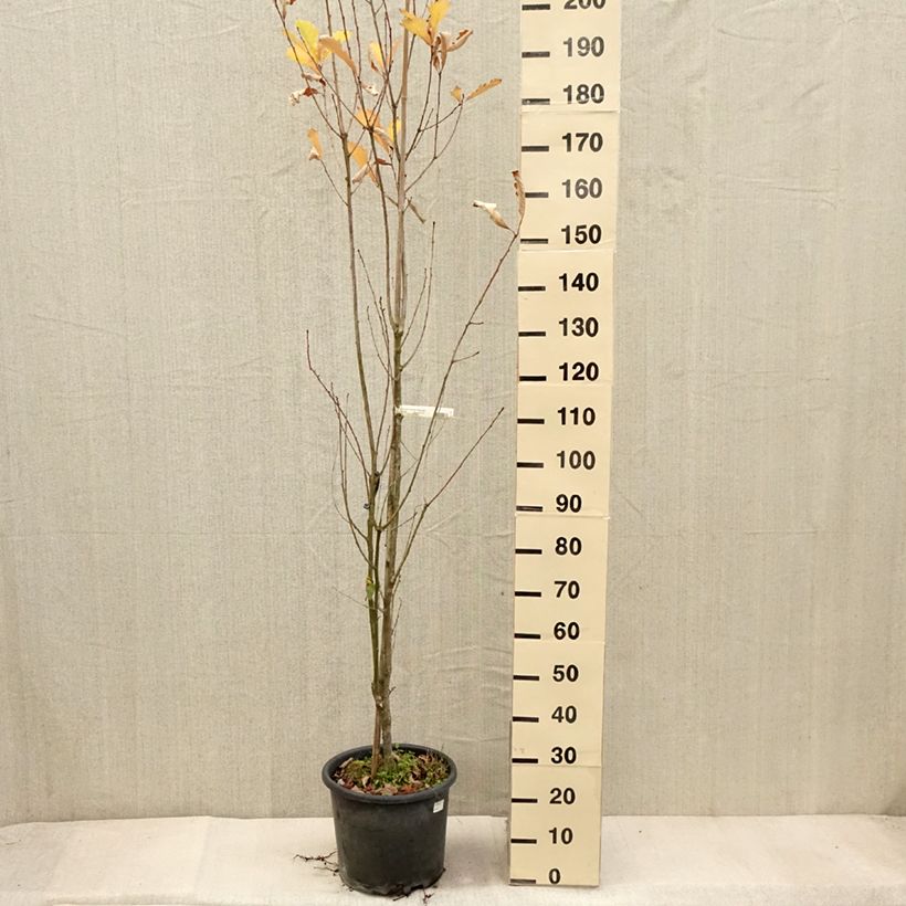 Example of Quercus (x) warei Windcandle - Chêne hybride Pot de 12L/15L as you get in automne