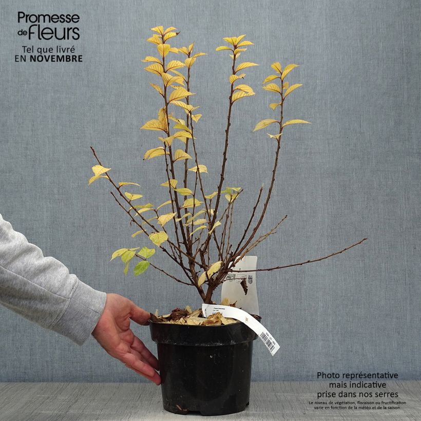 Example of Ragouminier - Prunus tomentosa Pot de 2L/3L as you get in automne