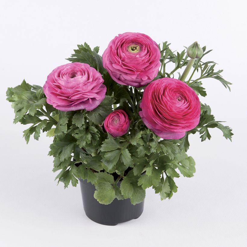 Renoncule des fleuristes Vortex F1 Hot Pink - Ranunculus hybrida (Plant habit)