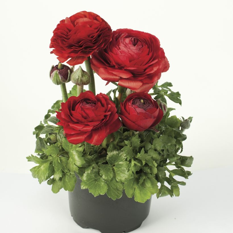 Renoncule des fleuristes Vortex F1 Red - Ranunculus hybrida (Plant habit)