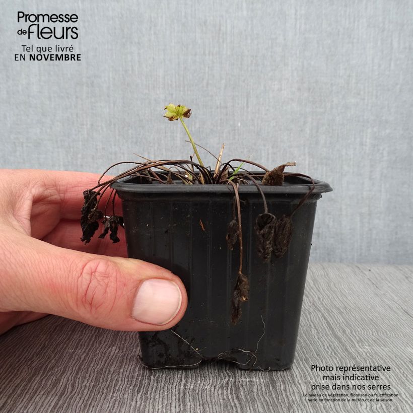Example of Ranunculus acris - Bouton d'or Godet de 7/8 cm as you get in automne