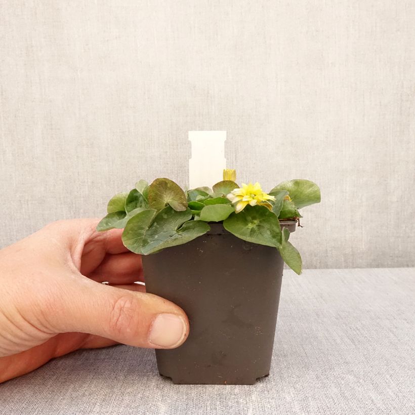 Example of Ranunculus ficaria Flore pleno - Ficaire fausse-renoncule Godet de 8/9 cm as you get in printemps