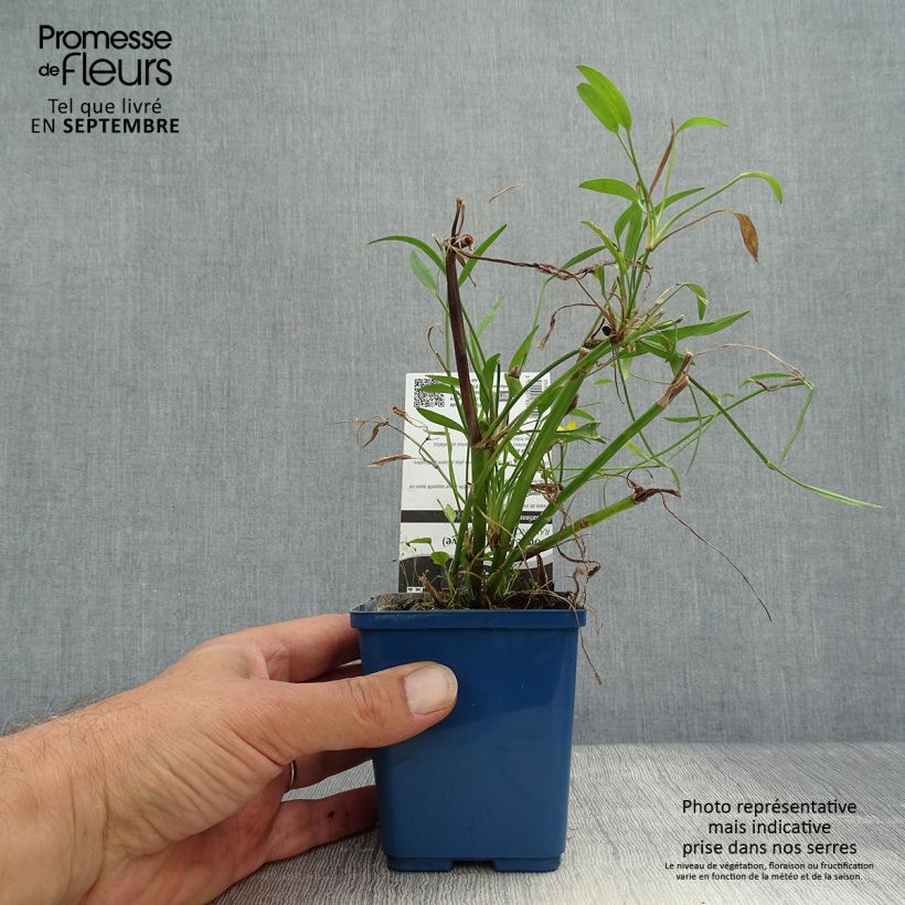Example of Ranunculus flammula - Renoncule flammette Godet de 8/9 cm as you get in automne