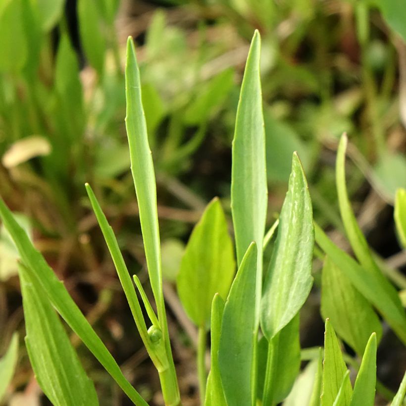 Ranunculus flammula - Renoncule flammette (Foliage)