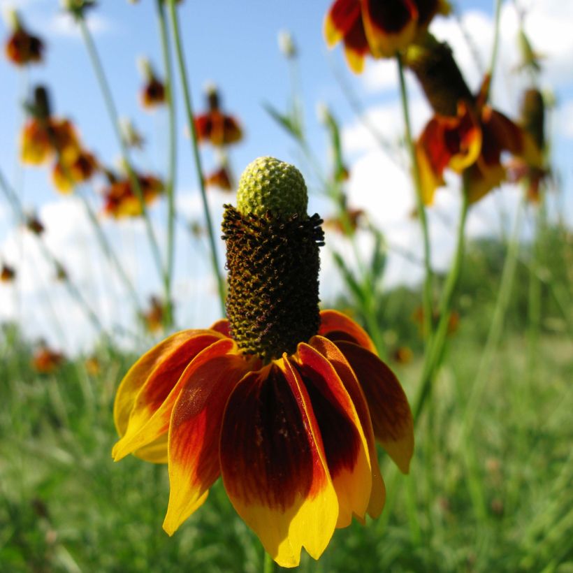 Ratibida columnifera Pulcherrima - Châpeau ou Sombrero mexicain (Plant habit)