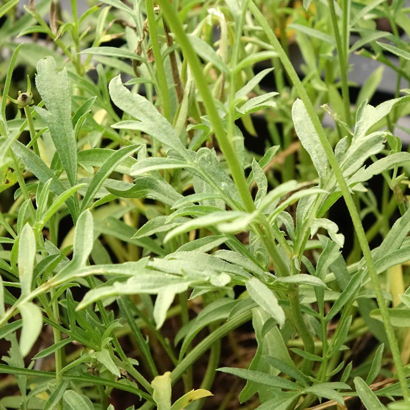 Ratibida columnifera Pulcherrima - Châpeau ou Sombrero mexicain (Foliage)