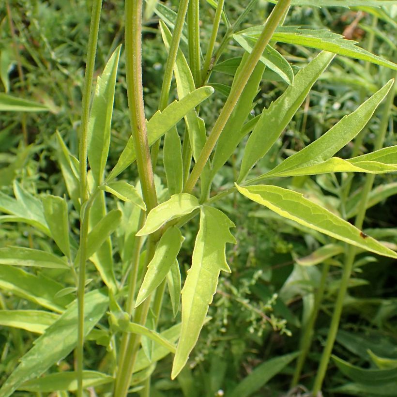 Ratibida pinnata - Vivace (Foliage)