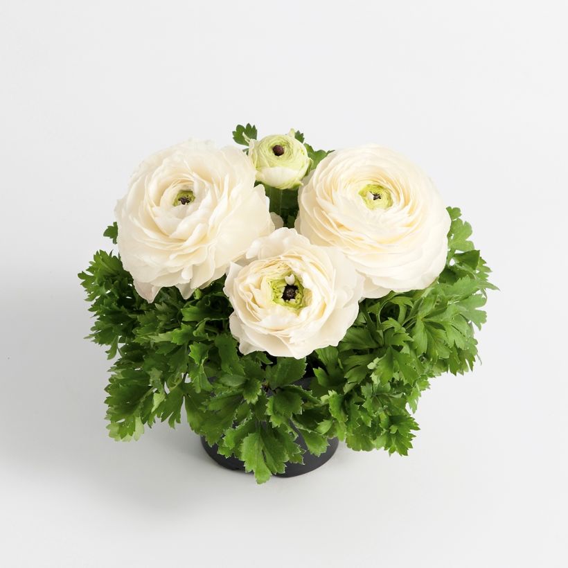 Renoncule des fleuristes Vortex F1 White - Ranunculus hybrida (Plant habit)