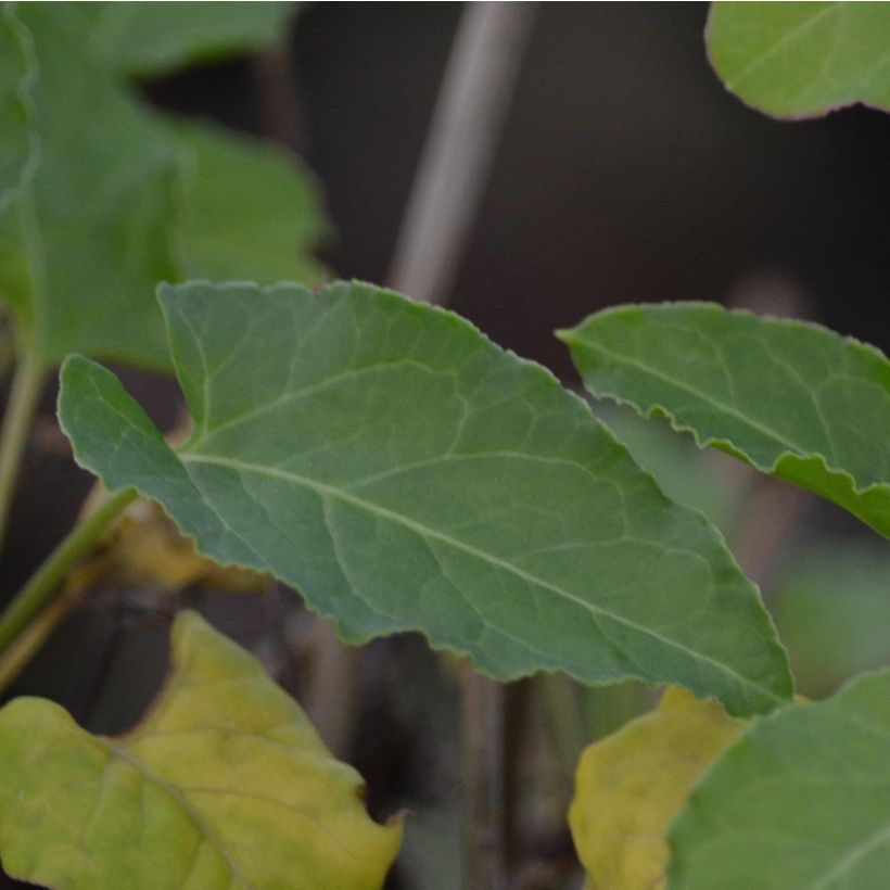 Renouée grimpante - Fallopia aubertii (Foliage)