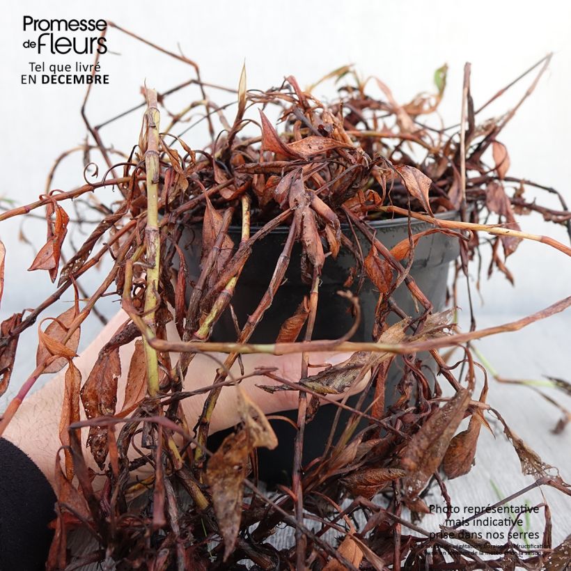 Example of Renouée - Persicaria affinis Donald Lowndes Pot de 2L/3L as you get in automne