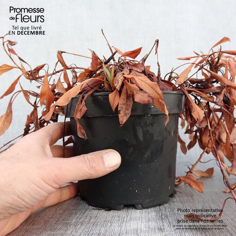 Example of Renouée - Persicaria affinis Kabouter Pot de 2L/3L as you get in automne